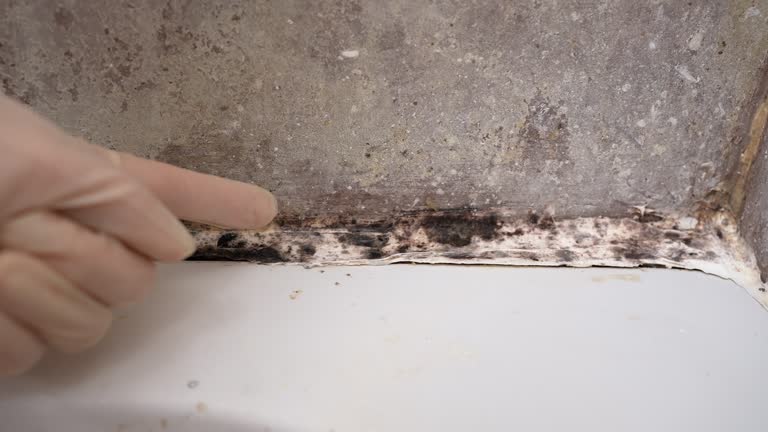 Best Industrial Mold Remediation  in Millport, AL